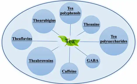 What's Inside Green Tea Extract Powder?